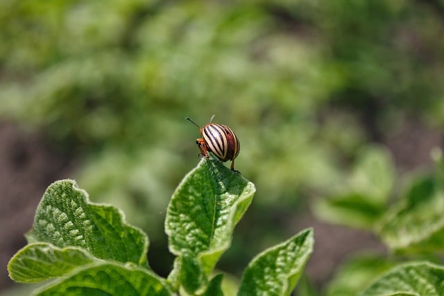 Håndtering af skadedyr: Ejendomsservicens rolle i forebyggelsen
